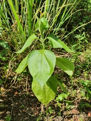 Schistocarpha eupatorioides