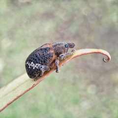 Oxyops fasciatus