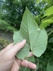 Vitis cinerea cinerea