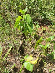 Schistocarpha eupatorioides