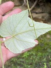 Vitis cinerea cinerea