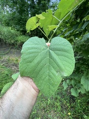 Vitis cinerea cinerea