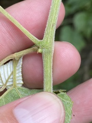 Vitis cinerea cinerea