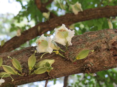 Parmentiera cereifera