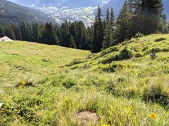 Formica pressilabris