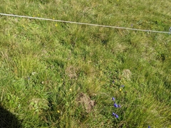 Formica pressilabris