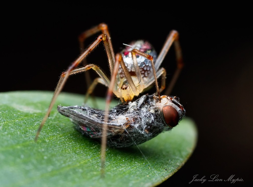 Mirror-ball Spiders