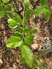 Phyllostylon rhamnoides