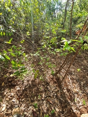 Phyllostylon rhamnoides