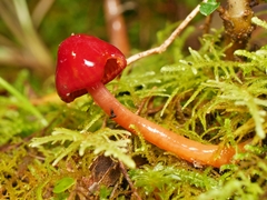 Hygrocybe iropus