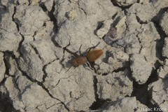 Dasymutilla stevensi