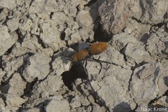 Dasymutilla stevensi