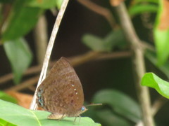 Arhopala centaurus nakula