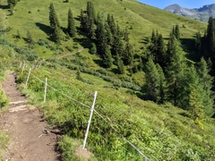 Formica pressilabris