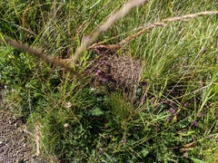 Formica pressilabris