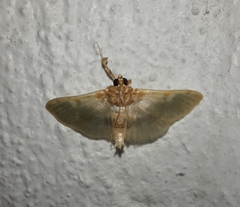 Apilocrocis
