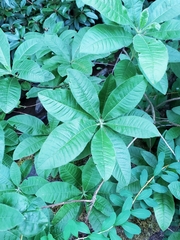 Cotinus obovatus