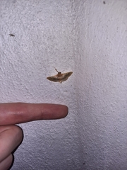Apilocrocis