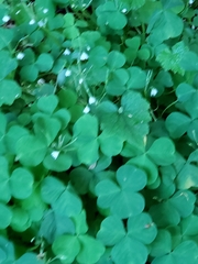 Oxalis trilliifolia