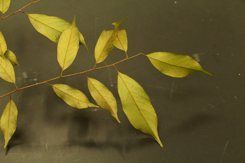 Castanopsis wallichii · iNaturalist