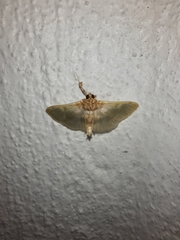Apilocrocis