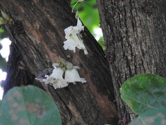 Parmentiera cereifera