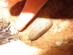 Laevicaulis natalensis