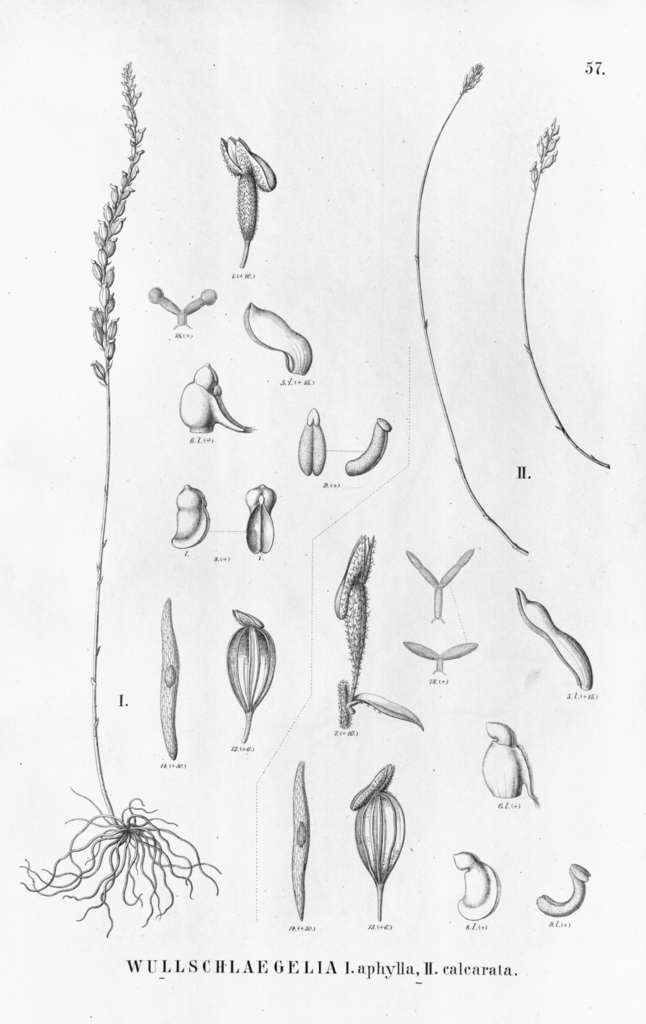 Wullschlaegelieae