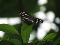 Phaedyma columella singa