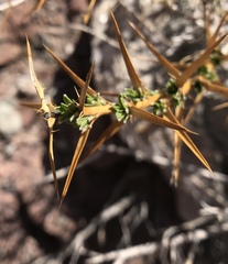 Hecastocleis shockleyi