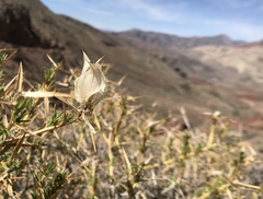 Hecastocleis shockleyi