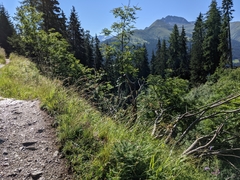 Formica pressilabris