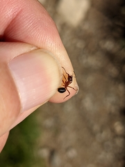 Formica pressilabris