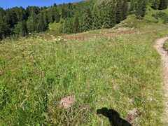 Formica pressilabris