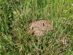 Formica pressilabris