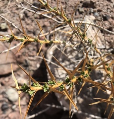 Hecastocleis shockleyi