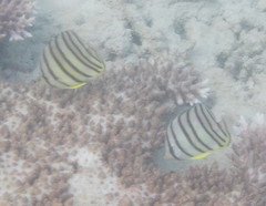 Chaetodon octofasciatus