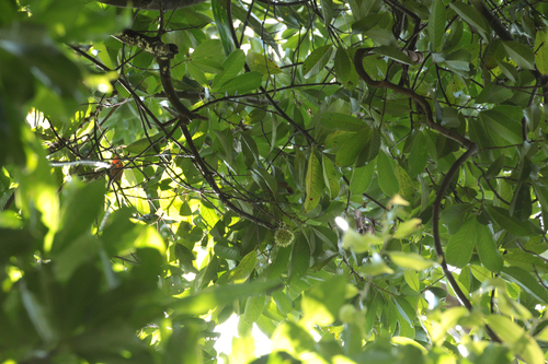 Castanopsis schefferiana