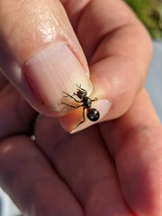 Formica lugubris