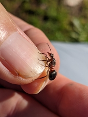 Formica lugubris