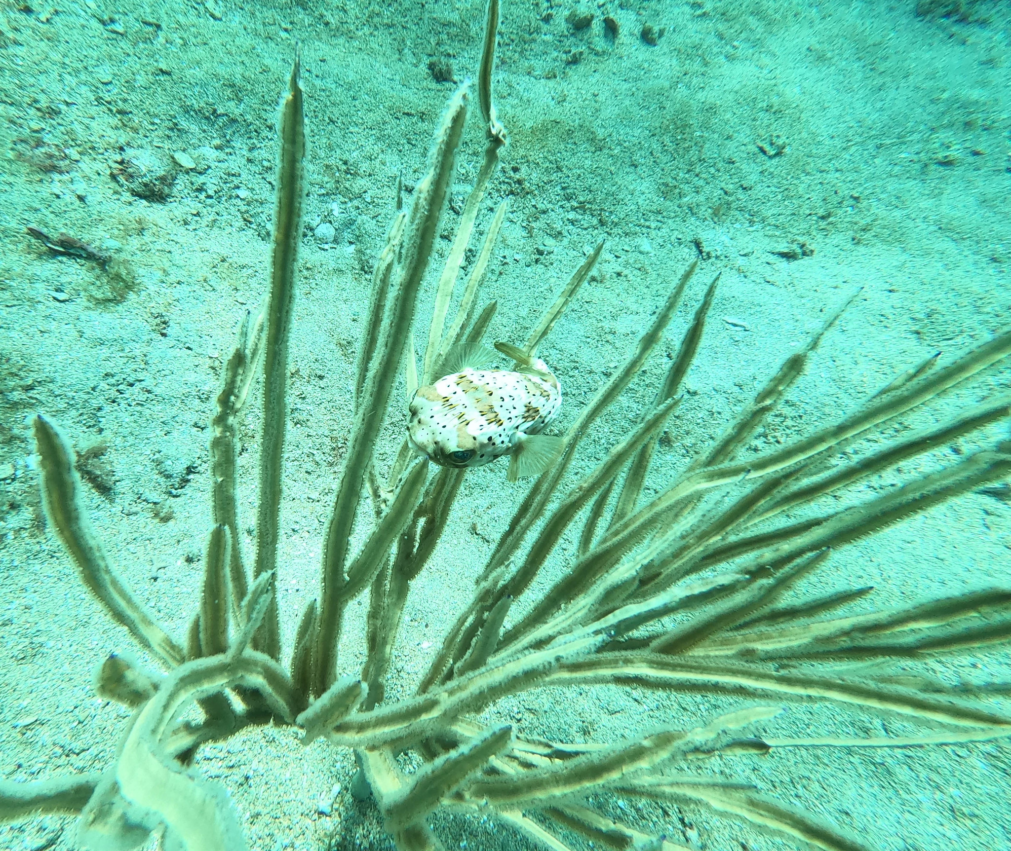 Pterogorgia anceps (Pallas, 1766)