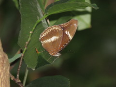 Hypolimnas bolina bolina