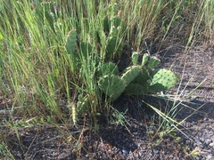 Opuntia cymochila