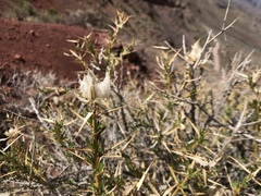 Hecastocleis shockleyi