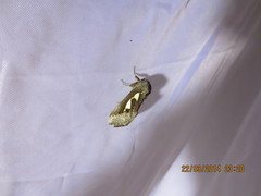 Antiophlebia bracteata