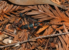 Synanthedon novaroensis