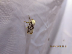 Parapluda invitabilis