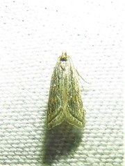 Helcystogramma chambersella