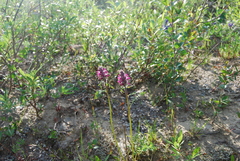 Pedicularis sudetica interior
