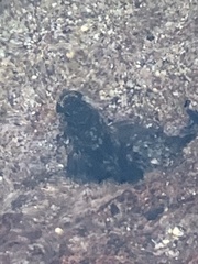 Istiblennius
